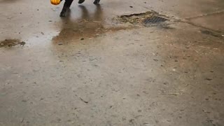 Kunekune Pig Playing Fetch With a Pumpkin