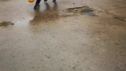 Kunekune Pig Playing Fetch With a Pumpkin