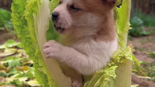 Dog eats cabbage