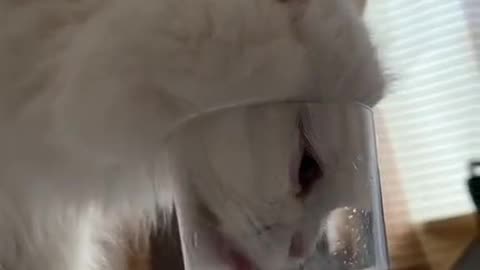 how to drink water this is cheating cat