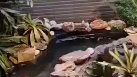 Koi fish pond