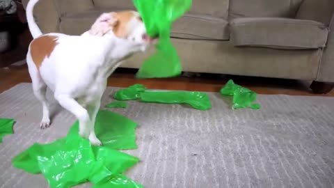 Dog Pranked with Alien #1