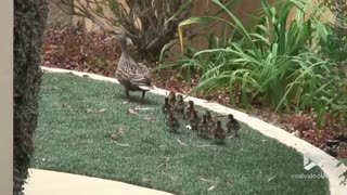 Ducklings try to escape pool || Viral Video UK