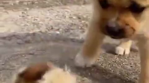 dog playing with chick