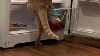 Kitty Makes a Mess Climbing in Fridge