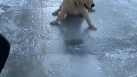 funny adorable dog on slippery ice
