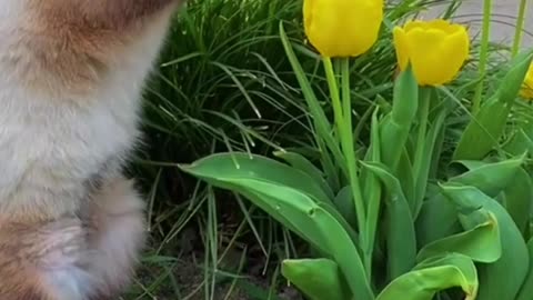 Wow, this flower smells so good