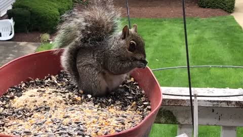 Woman saves mamma squirrel from large abscess