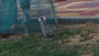 Gray cat chases other cat