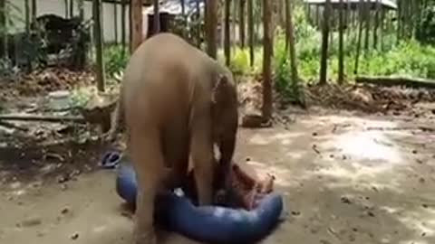 Cute Elephant Baby Video | Too Funny