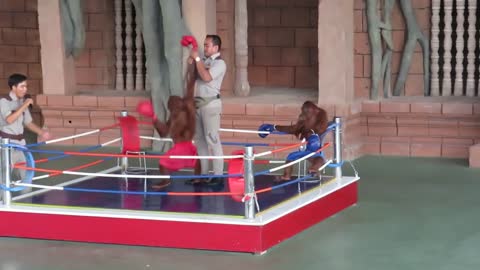 Funny Orangutan Boxing Show Must Watch - Orangutan Show at Phnom Penh City Zoo