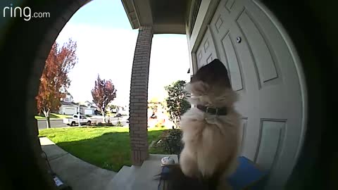 Furry Family Member Plus Ring Video Doorbell Equals Safe Packages RingTV