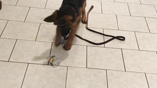 Curious Puppy Goes Extreme Attack Mode On Innocent Water Bottle