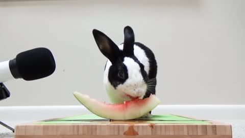 😍 asmr, cute rabbit eating watermelon 😍
