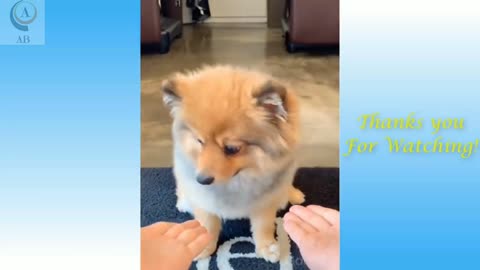 Funny cat and dog vines😂😂😂