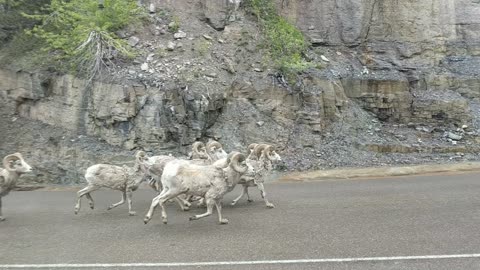 Sharing the Road with Sheep