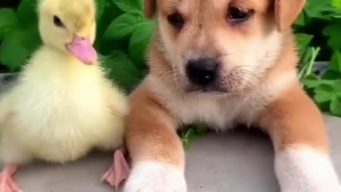 little puppy and cute duckling