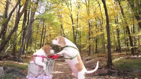 Dogs Epic Shopping Cart Voyage: Funny Dogs Maymo and Penny