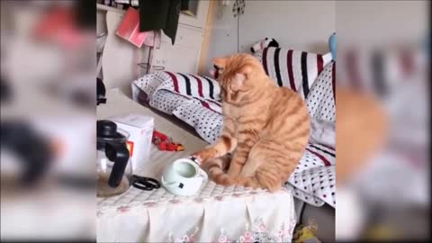 Cat playing with cup