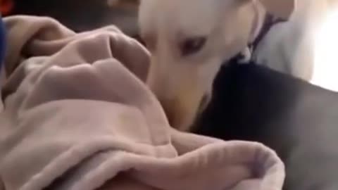 Cute Dog Taking care of small baby Don't try to awww😍😍😍😍😍#BabyPets#shorts