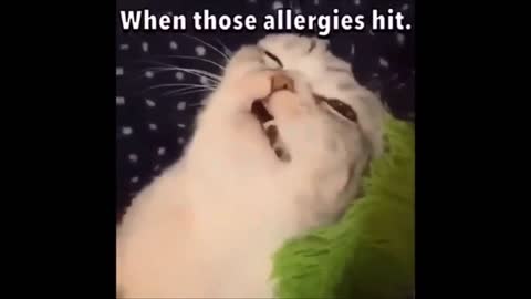 Cat Sneezing When those allergies hit
