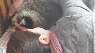 Precious cuddles with pet raccoon