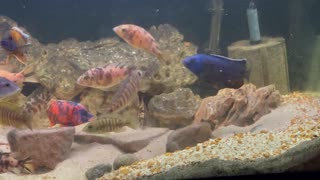 My Cichlids.