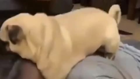 Funny Dog Videos