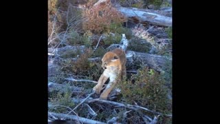 Loyal Lab Fends off Ferocious Cougar
