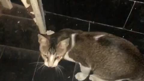 Cat vs mouse