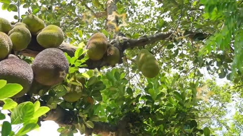 Village location..and jackfruit tree