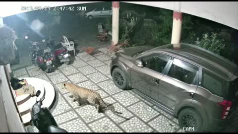 security camera films ounce attacking dog !