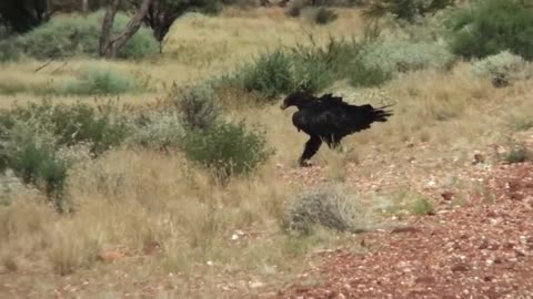 Gigantic Eagle eating a Kangroo on the Road