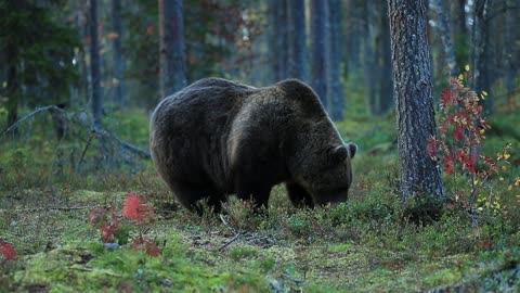 Finlandia bears