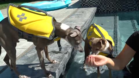 How to teach dog swimming perfectly