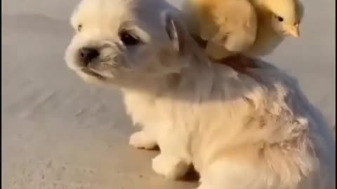 Cute puppy playing with Duck and Hen