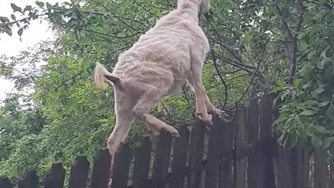 Goat Stands on Fence for Snack