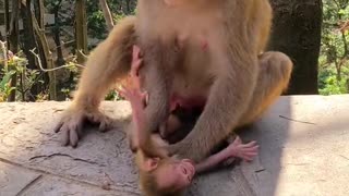 Scared newborn monkey baby