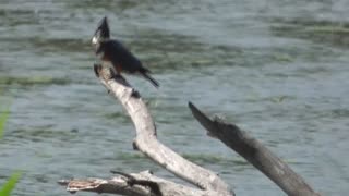 294 Toussaint Wildlife - Oak Harbor Ohio- Belted Kingfisher Calling