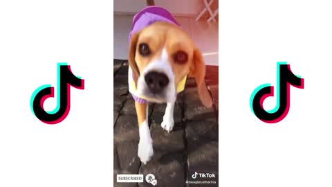 TIK TOK CUTE DOGS