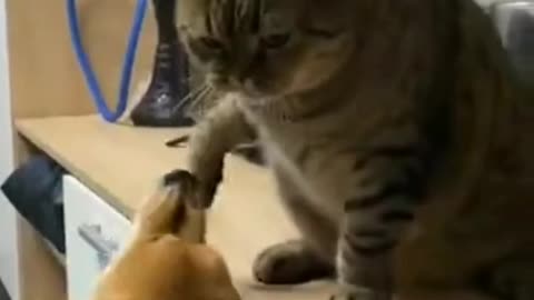 Dogs vs Cats Really fight funny video