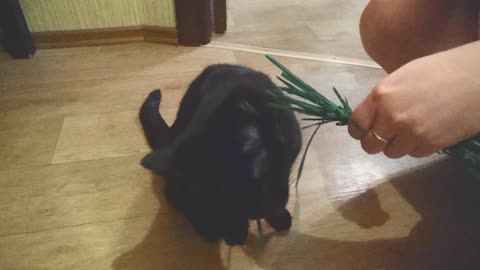 Adorable black cat eats grass with a spark in the eyes from the hands of the mistress