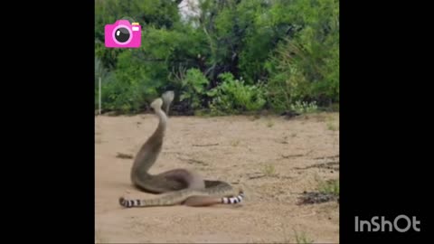 Rattlesnake mating