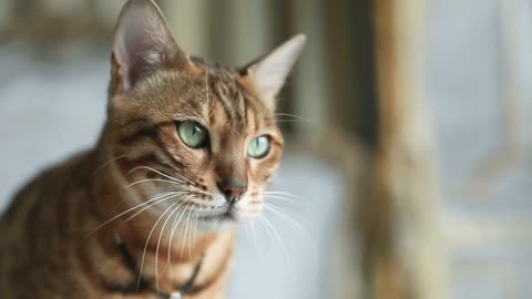 Gorgeous Bengal Cat with Blue Eyes