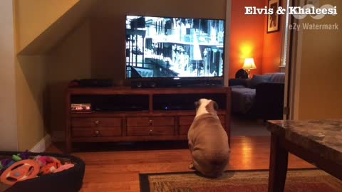 Bulldogs emocionados cuando su película favorita aparece en TV