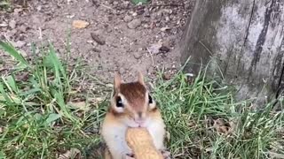 squirrel