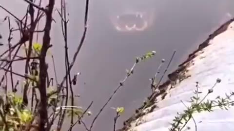 Alligator Lurking Just Below the Waterline