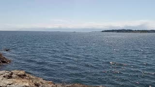 Crows And Seagulls At Cattle Point