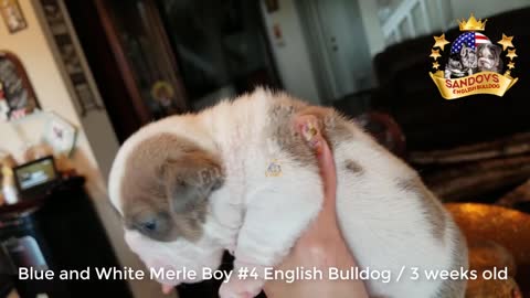 Rare English Bulldog