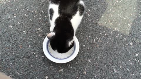 offered Plate Of meat To Kitty On Street